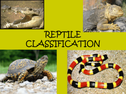 Reptile Classification notes
