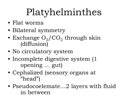 Phylum Playthelminthes