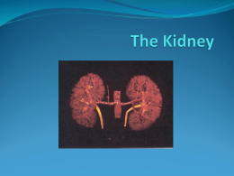 The Kidney 2015