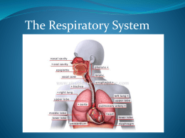 The Respiratory System 2011
