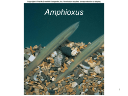 Amphioxis