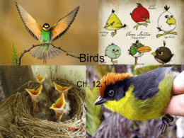Ch. 12.1 Intro to Birds