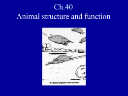 PowerPoint Presentation - Ch.40 Animal structure and function