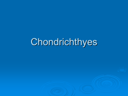 Chondrichthyes - Mayfield City Schools