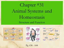 Animal Systems and Homeostasis