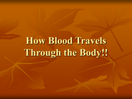 How Blood Travels Through the Body!! 1 st Paragraph