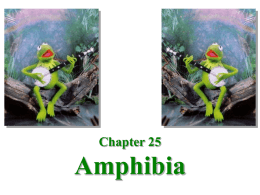 Amphibians PowerPoint