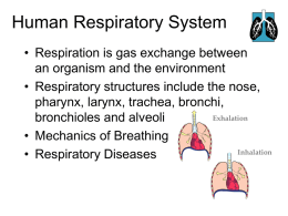 Respiratory System[1] - missdannocksyear11biologyclass