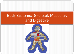 Muscular, Skeletal, and Digestive Systems