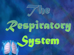 Image of the Respiratory System