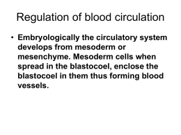 Regulation of blood circulation