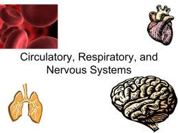 Circulatory, Respiratory, and Nervous Systems