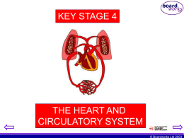 heart and circulatory system
