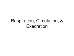 Respiration, Circulation, & Execretion
