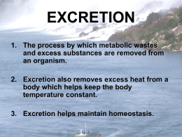 excretion - biorocks