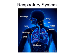 Respiratory System NOTES