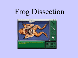 Frog Dissection - local.brookings.k12.sd.us