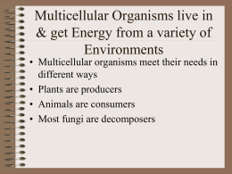 Multicellular Organisms live in & get Energy from a variety of