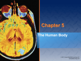 Chapter 5: The Human Body