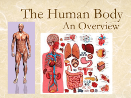 The Human Body - Cloudfront.net