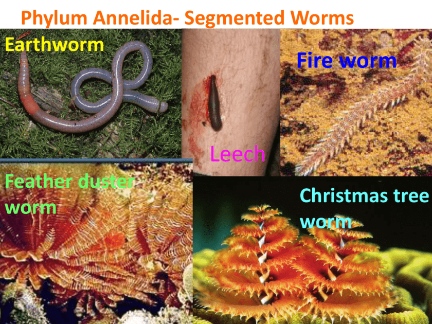 Image result for segmented worms