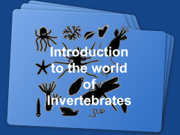 Intro to Invertebrates