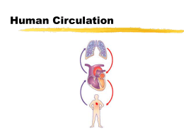 Circulatory System Power Point