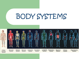 File body system power point