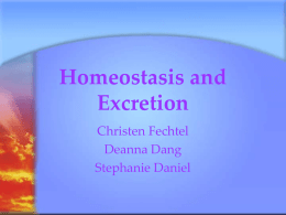 Homeostasis and Excretion