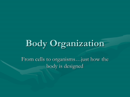 Body Organization