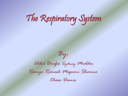The Respiratory System Larynx (Voice Box) - Course