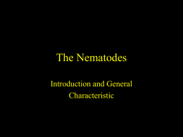 The Nematodes