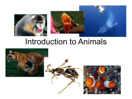 Animal Body Systems