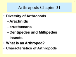 Arthropods Chapter 31