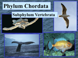 Fishes Final Powerpoint - GMCbiology