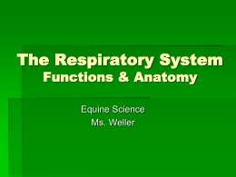 The Respiratory System Functions & Anatomy