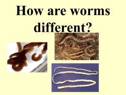 kinds of worms - local.brookings.k12.sd.us