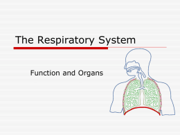 Respiratory System054