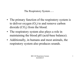 The Respiratory System Lab 10