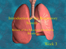 Introduction-to-The-Respiratory