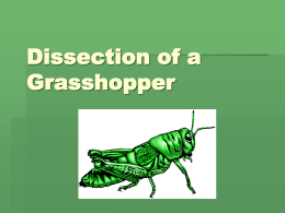Why dissect a grasshopper?