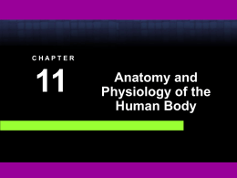 Chapter 11 A & P of the Human Body