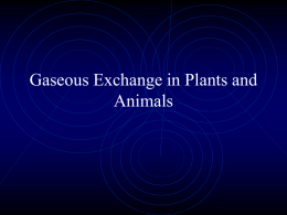 Gaseous Exchange in Plants and Animals