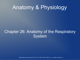Ch. 26 Anatomy of the Respiratory System New Notes