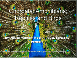 Chordata: Amphibians, Reptiles and Birds