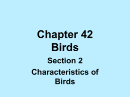 Chapter 42.2- characteristics of birds