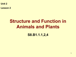 Structure and Function in Animals and Plants