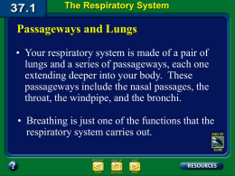 PhysandDisease.2.Respiratory System