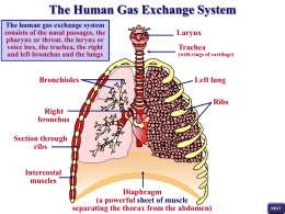 gas_exchange - biologypost
