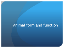 Animal form and function